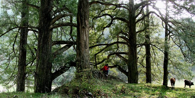 铜鼓县是世界上最大的原始红豆杉群落。_副本.jpg